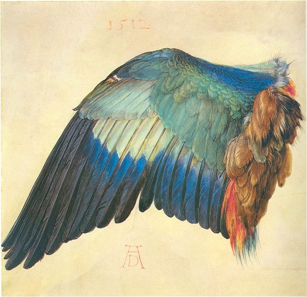 Albrecht-Duerer_wing_of_a_blue_roller