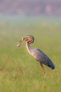  purple-heron