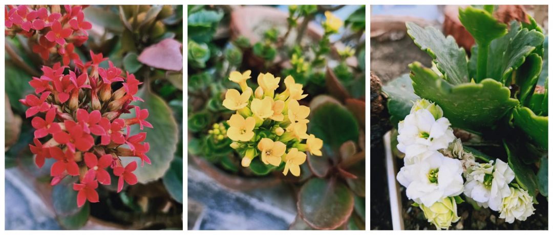 Dolon terrace garden flowers