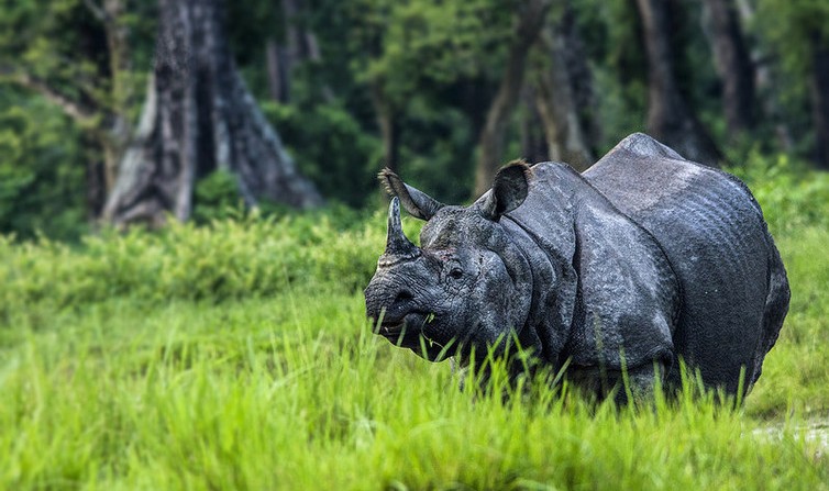 Rhinoceros in Jaldapara