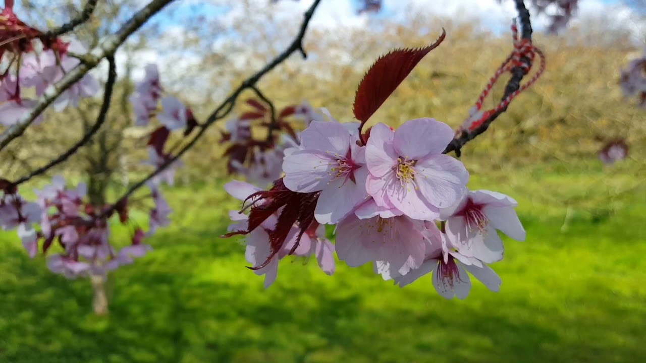 Spring during corona