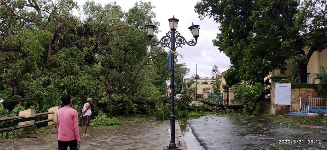 chandernagar strand tree