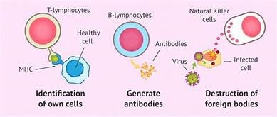 antibody and immunity