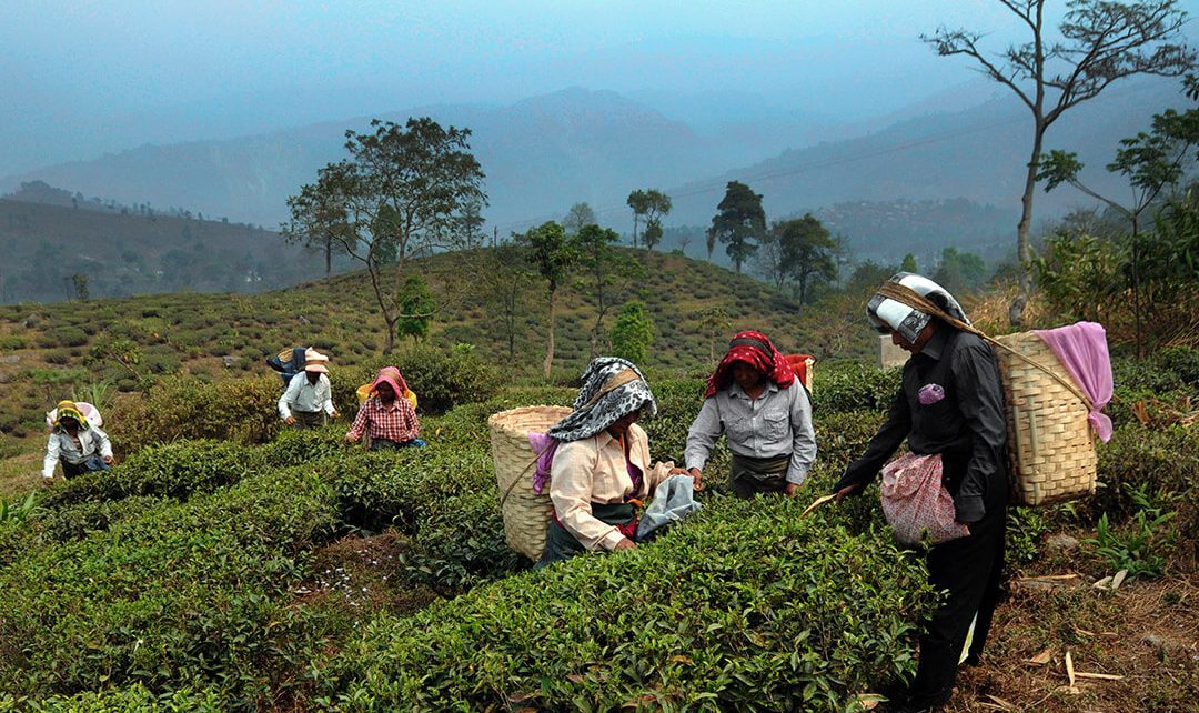 Tea Estate