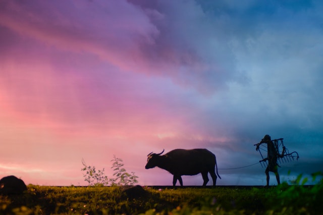 Indian farmer with cattle