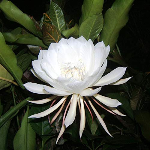 Brahmakal flower