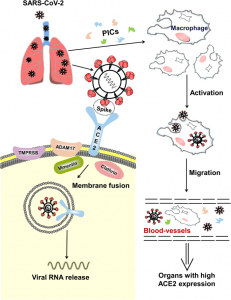 post covid health complications diagram