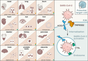 post covid complications ACE2 receptors