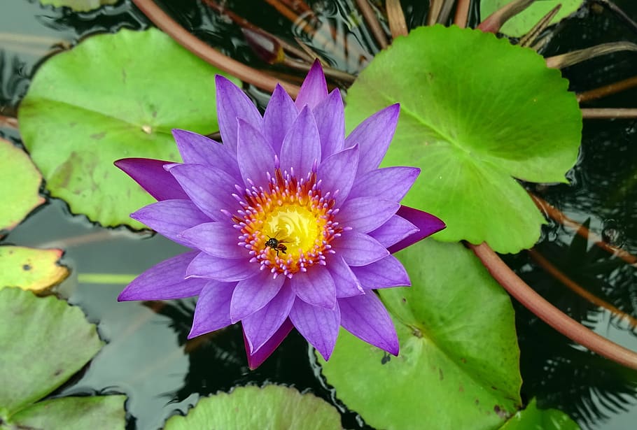 Neelkamal flower