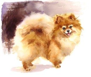 dog-pomeranian-portrait-