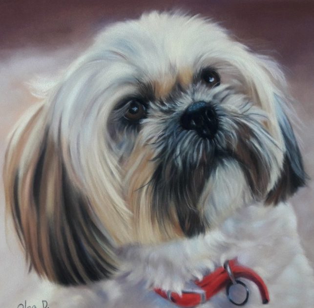 ponTla Lhasa Apso