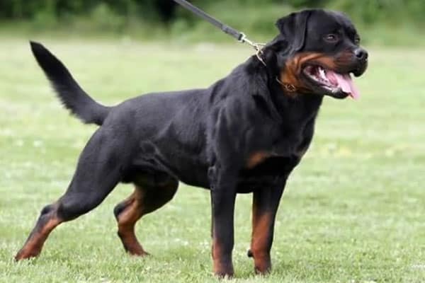 serbian-rottweiler