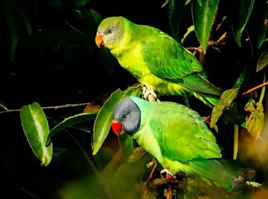 Grey Headed Parakeet