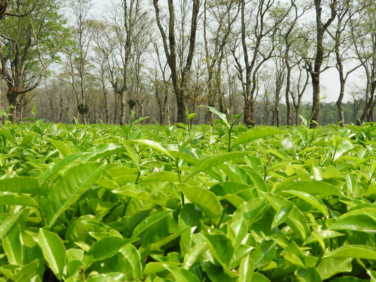 Tea Garden at Kalchini