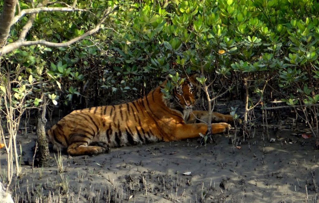 Royal-Bengal-Tiger-at-Sunderbans