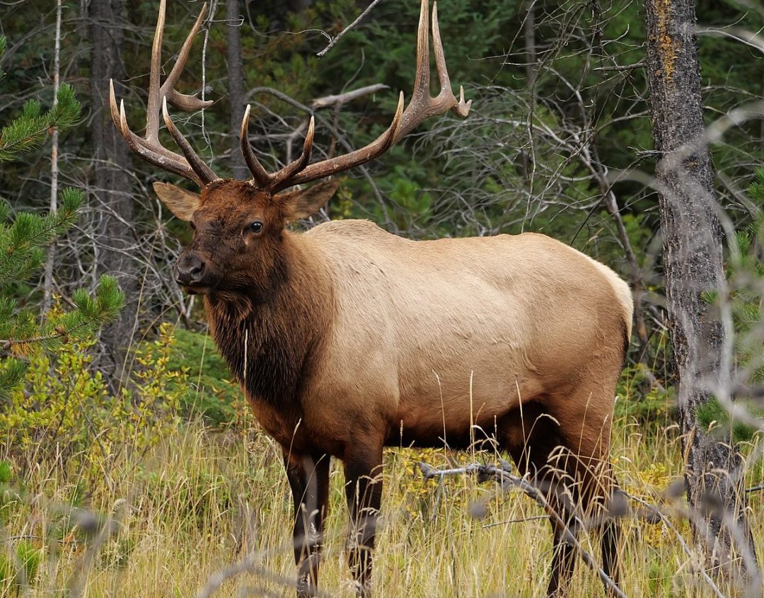 Elk Animal for Meat