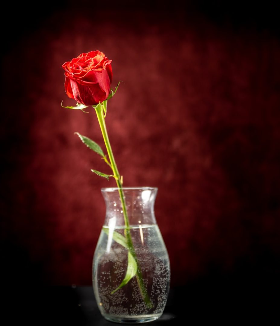 Red Rose for patients