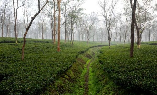 Tea estates