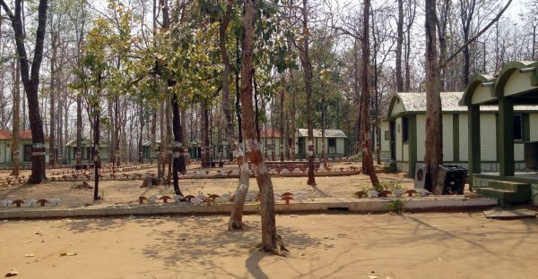 Amaltas in Pench