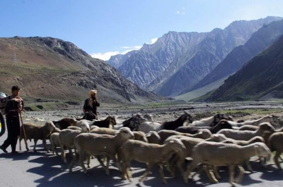 Lambs in Kashmir