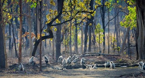Monkeys in Pench