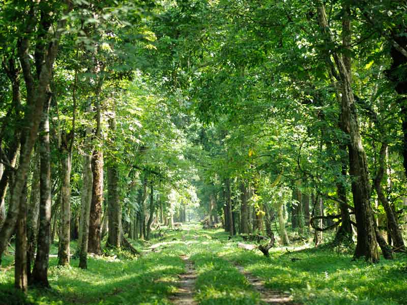 Forests of North Bengal