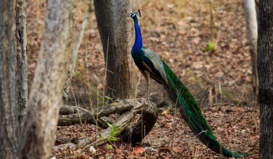 Peacock-at-Pench-National-Park-1-of-1