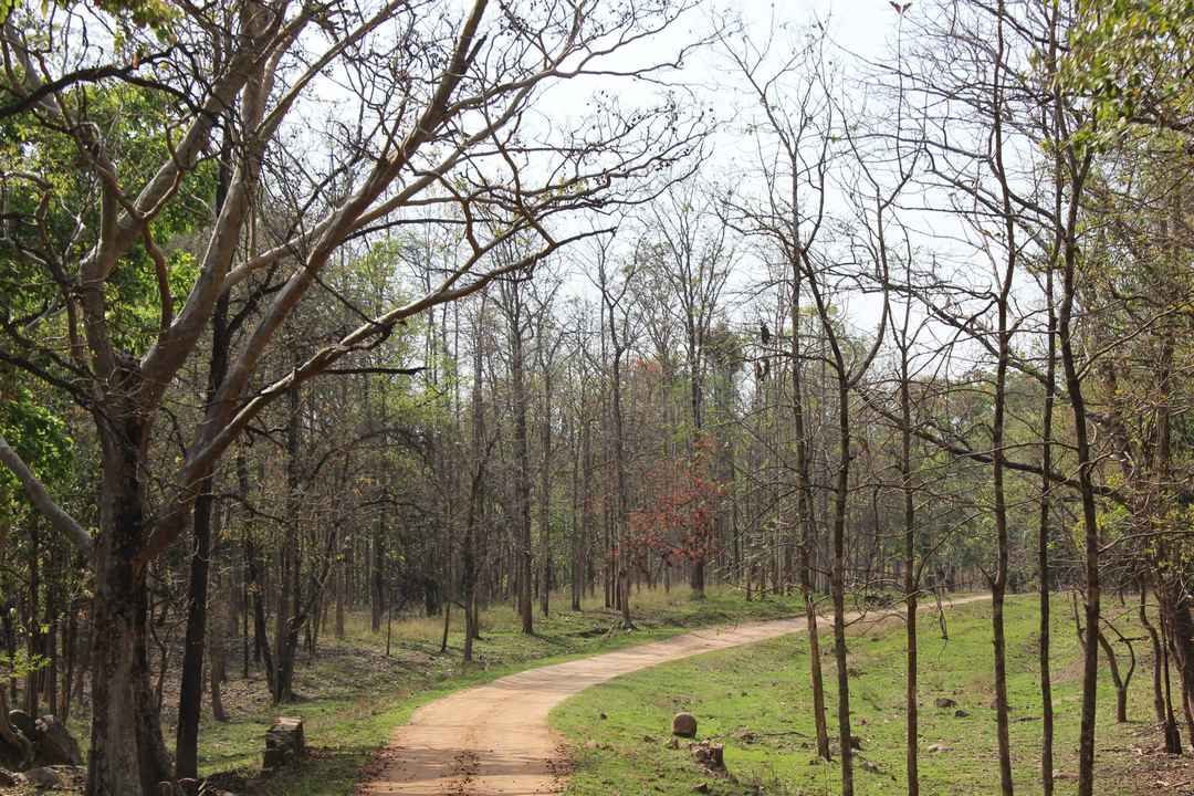 Pench National Park