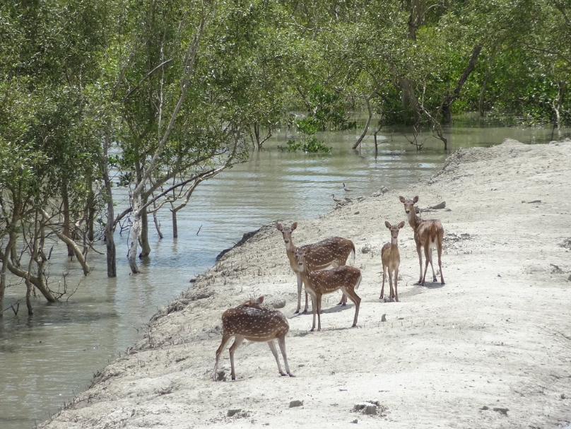 Sunderban deers