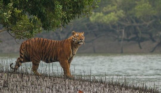 Tiger in Suderban