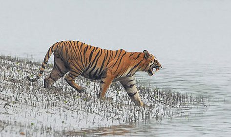 Tigers of Sunderbans