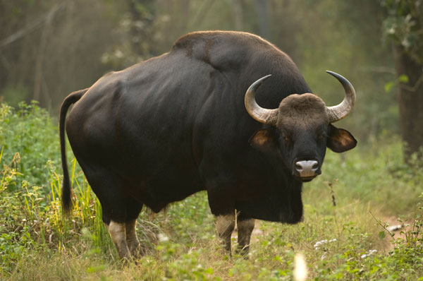 indian-bison