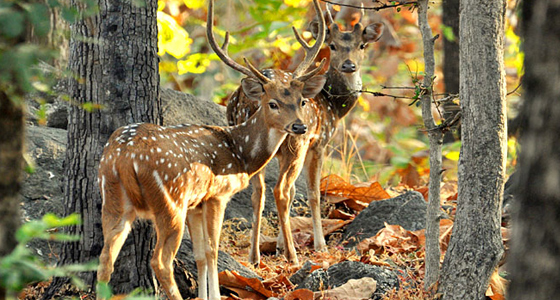 pench-national-park