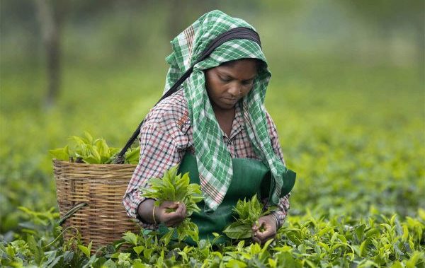 Women Labourers 1