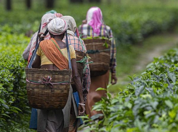 Women Tea Workers