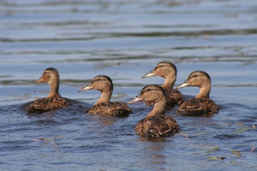 symbolic bengali poem ducks