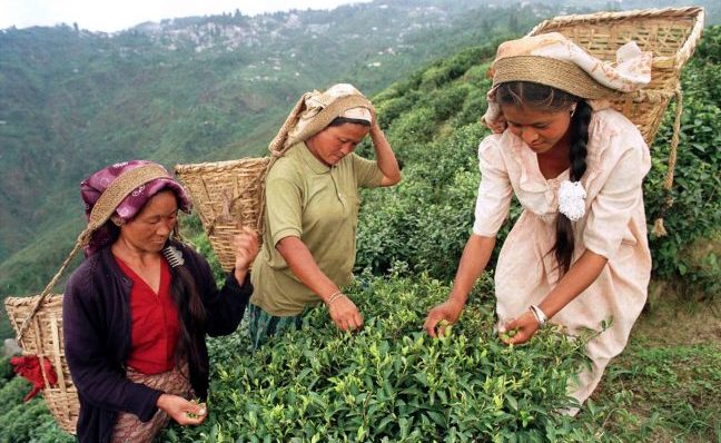 west-bengal-tea-workers-women