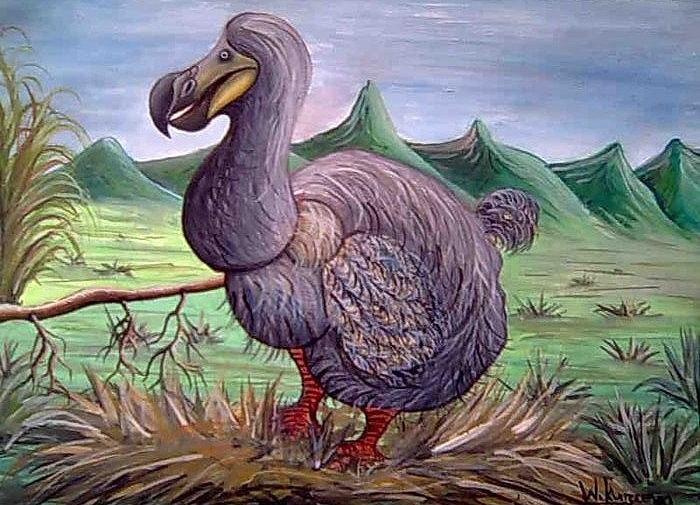 Dodo