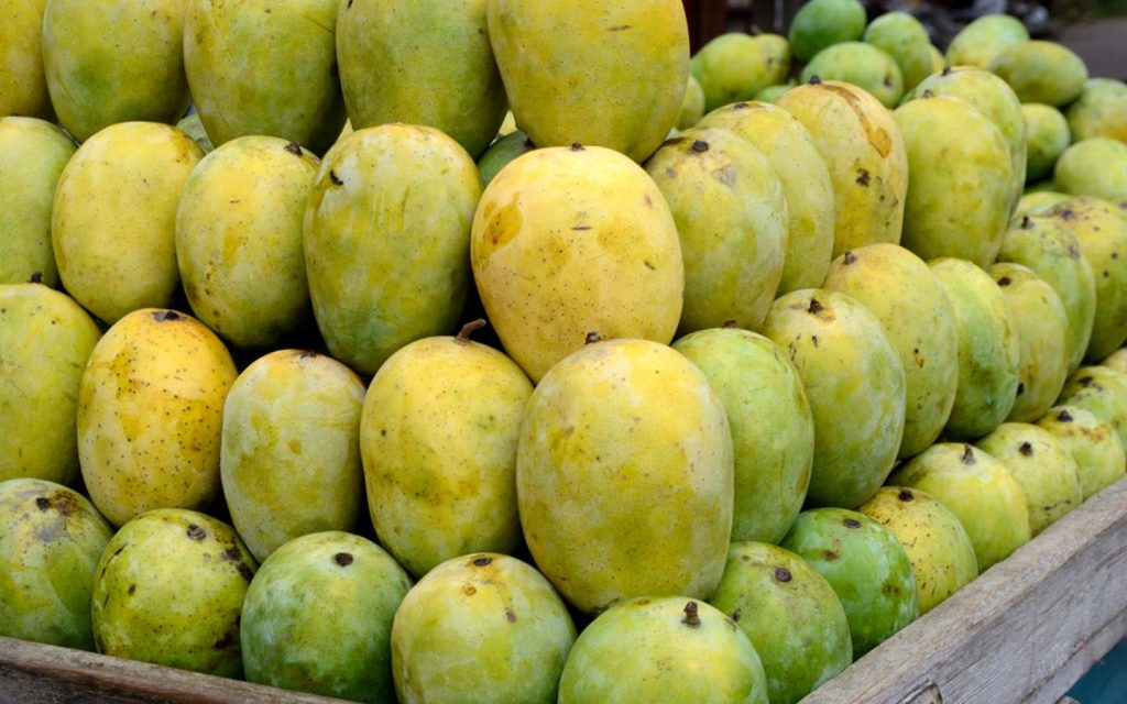 Mango Grove of Malda and Murshidabad