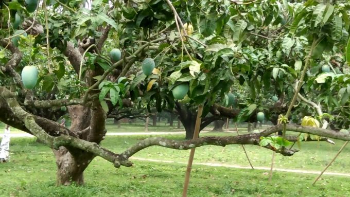 Mango Grove of Malda