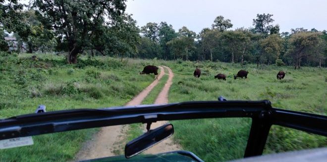 Satpura National Park Madhyapradesh