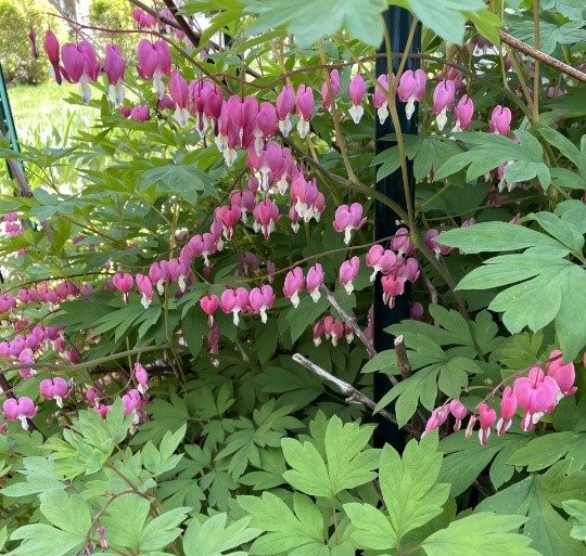 Bleeding Heart