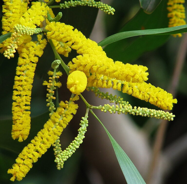 Sonajhuri Plant