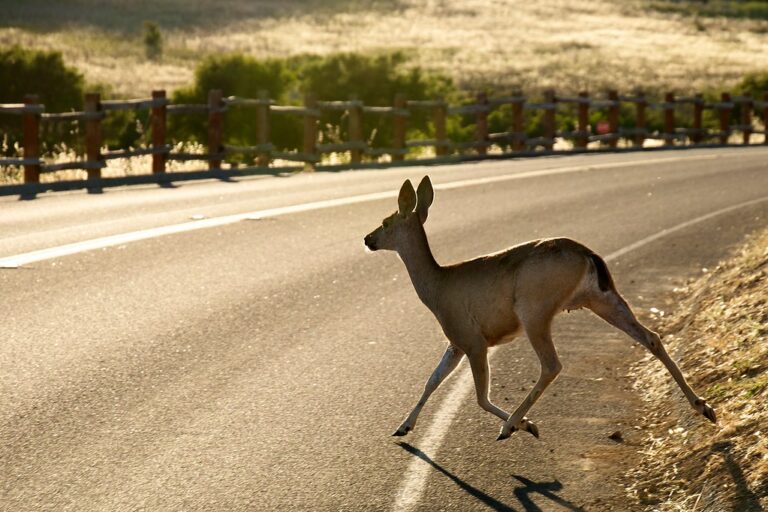 Deer on road