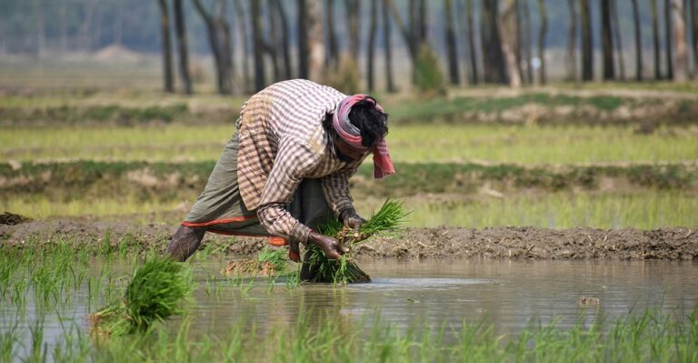 Paddy field Bengal Farmer