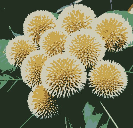 Kadam Flower