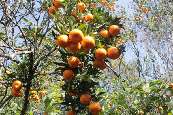 Orange Orchard of North Bengal