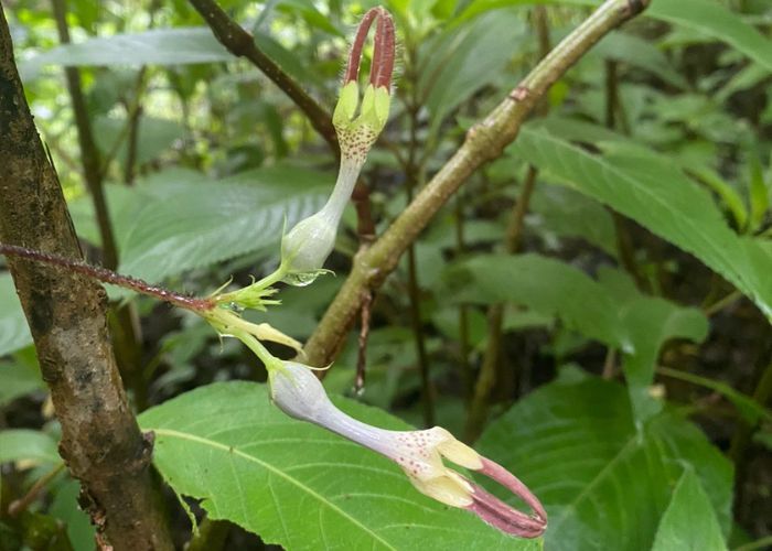 ceropegia ensifolia