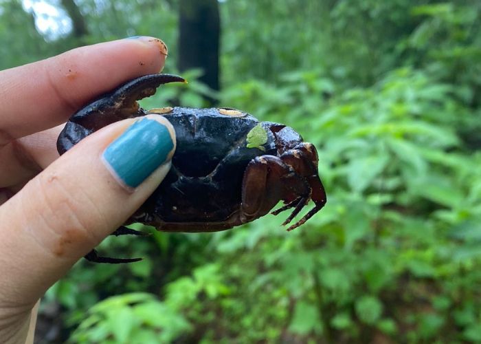 crab