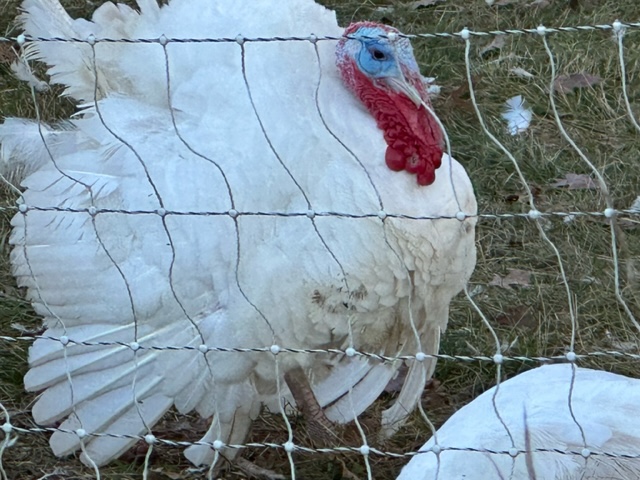 Thanksgiving lunch turkey